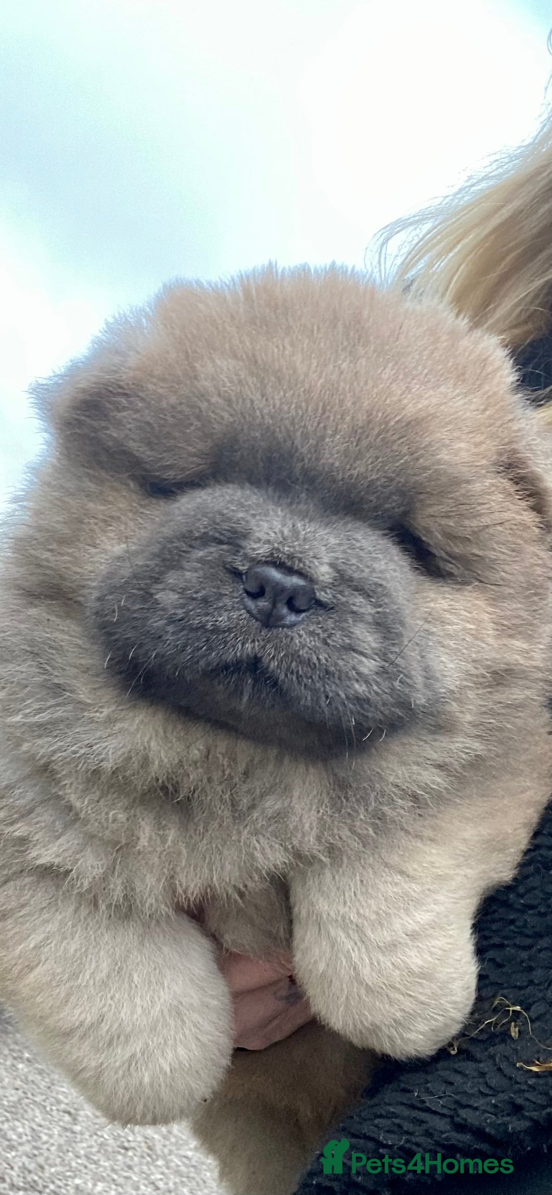 Chow Chow dogs for sale: Stunning Chow chow pups ready for new homes  - Advert 12