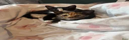 Mixed Breed cats for sale: Female kitten ready for a home - Advert 9