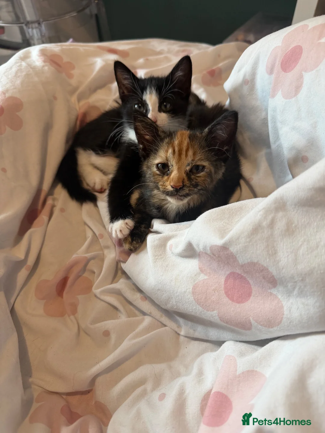 Mixed Breed cats for sale: Female kitten ready for a home - Advert 9