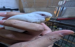 Budgerigars birds for sale: White and Yellow Budgies with Red Eyes - Image 5