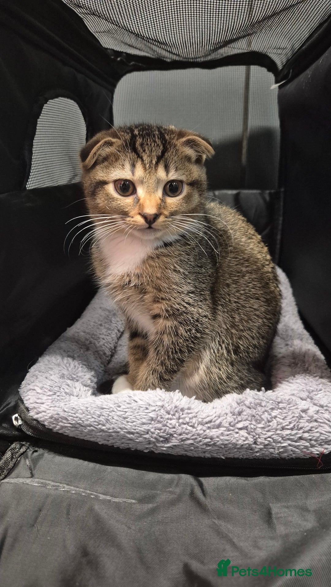 Scottish Fold cats for sale: LAST GOLDEN SHADED GIRL SCOTTISH FOLD GIRL LEFT - Advert 3