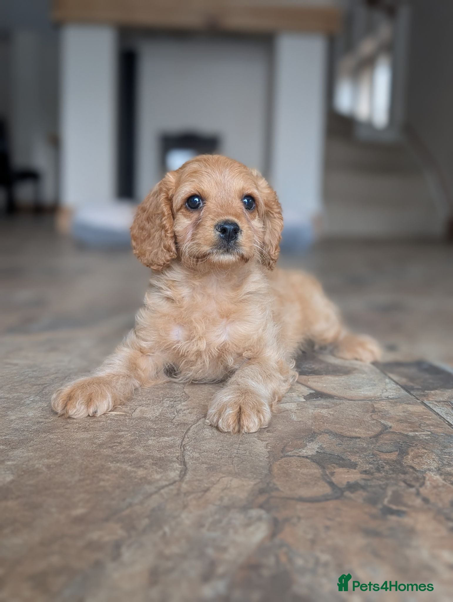 Cavapoo dogs 🌟 F1 Cavapoo Puppies –  Health Tested Parents - Advert 1