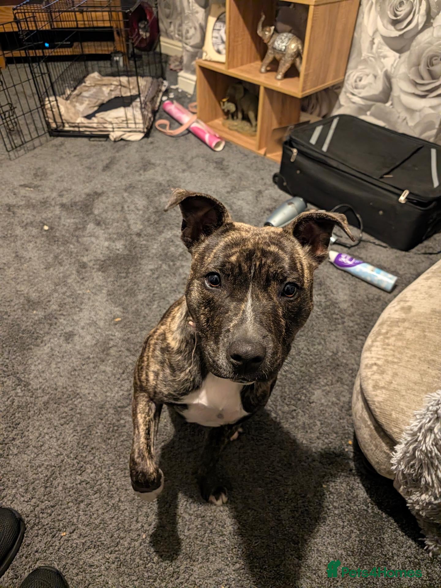 Staffordshire Bull Terrier dogs 8 month old Staffordshire bull terrier pup  - Advert 5