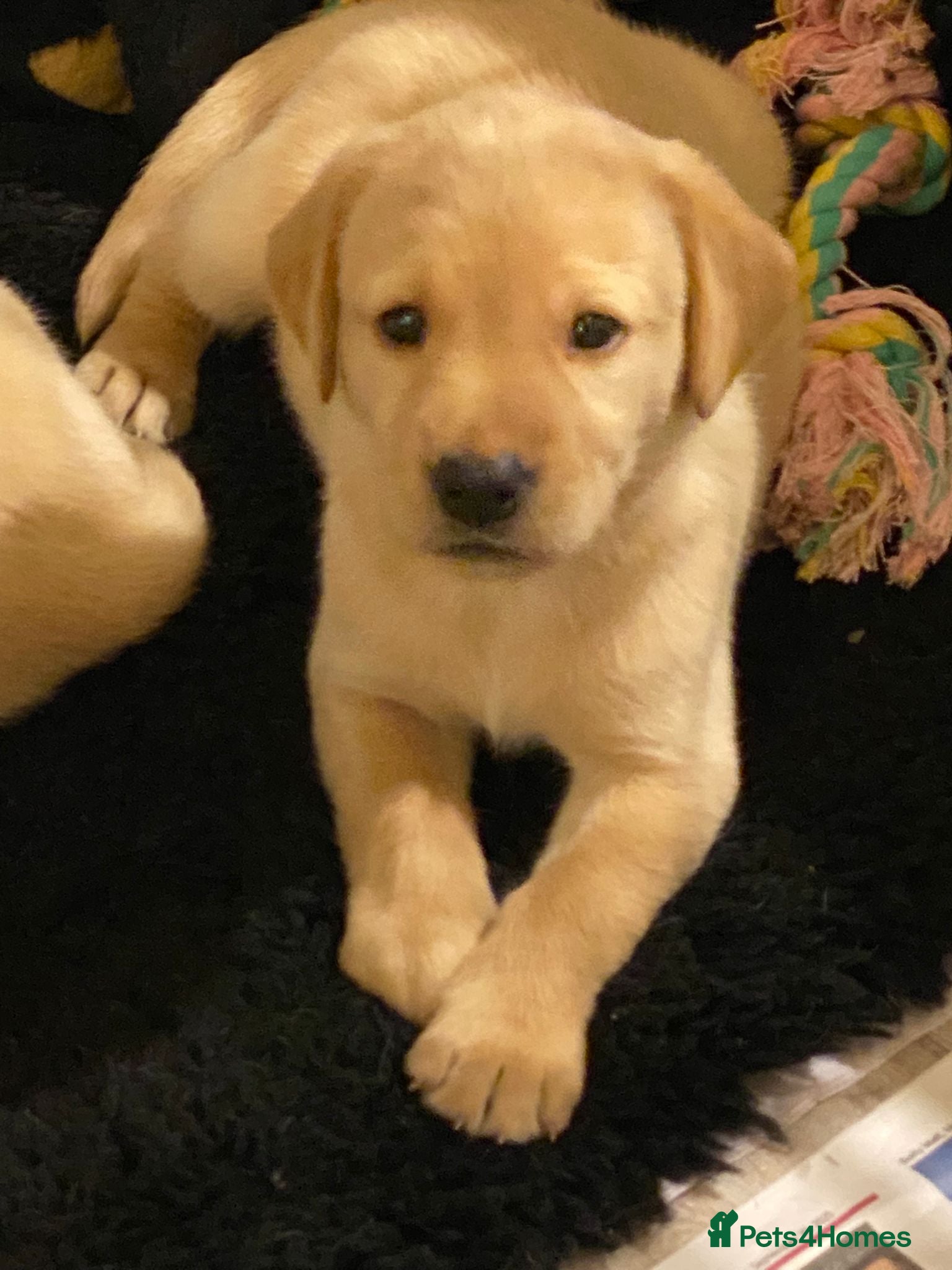 Labrador Retriever dogs Fully Health Tested KC Registered Labrador Puppy - Advert 7