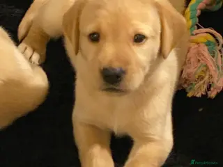 Labrador Retriever dogs Fully Health Tested KC Registered Labrador Puppy - Advert 7