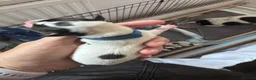 Jack Russell dogs for sale: Jack Russell  - Advert 8