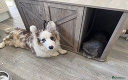Welsh Corgi Cardigan dogs for sale: Welsh Cardigan Corgi Boy - Image 5