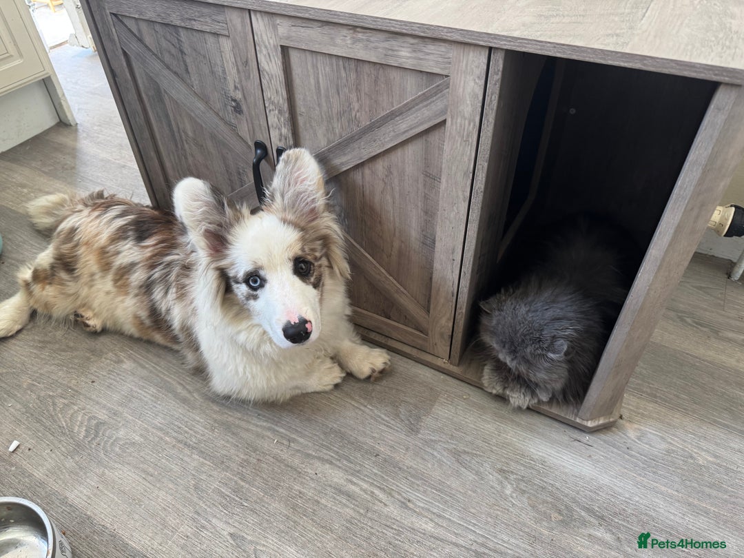 Welsh Corgi Cardigan dogs for sale: Welsh Cardigan Corgi Boy - Image 5