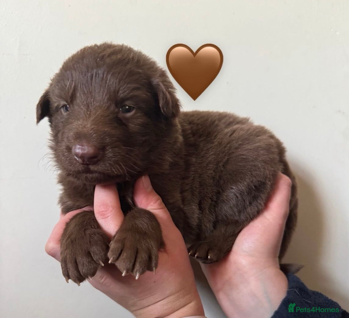 German Shepherd dogs Stunning German Shepherd X Puppies  - Advert 10