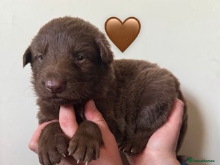 German Shepherd dogs Stunning German Shepherd X Puppies - Advert 10