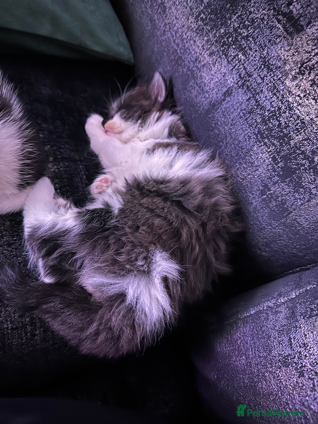 Mixed Breed cats for sale: Two Adorable Kittens Ready For New Home - Advert 3