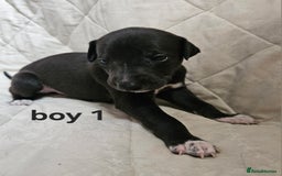 Whippet dogs for sale: Adorable KC reg Whippet Puppies - Image 6