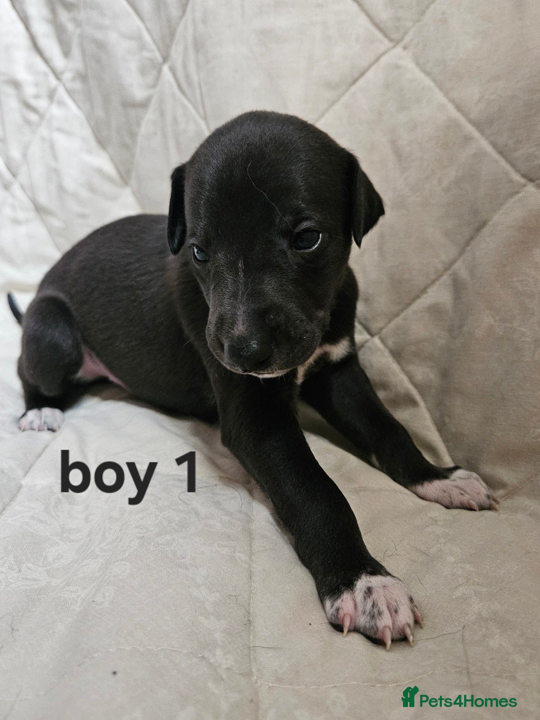 Whippet dogs for sale: Adorable KC reg Whippet Puppies - Image 6