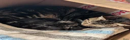 Bengal cats for sale: 4 beautiful kittens for sale  in Portsmouth - Advert 10