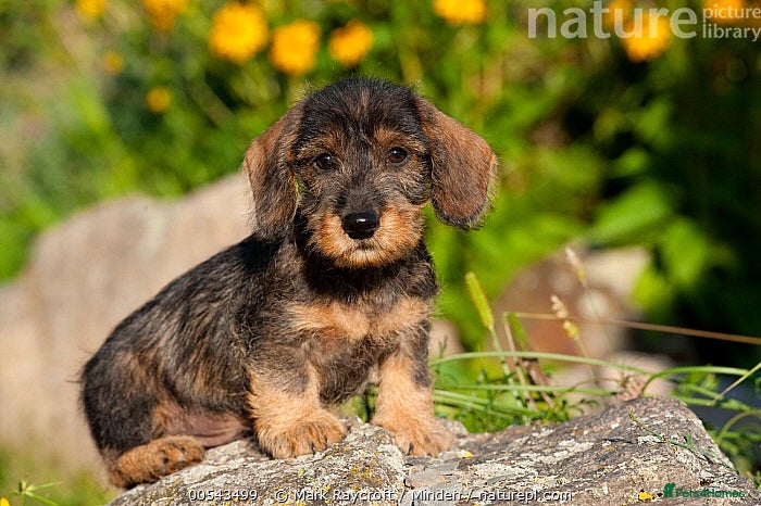 Dachshund dogs Wire haired Dachshund   - Advert 1