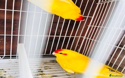 Parakeets birds for sale: Breeding pair buttercup Kakrikis  - Image 9