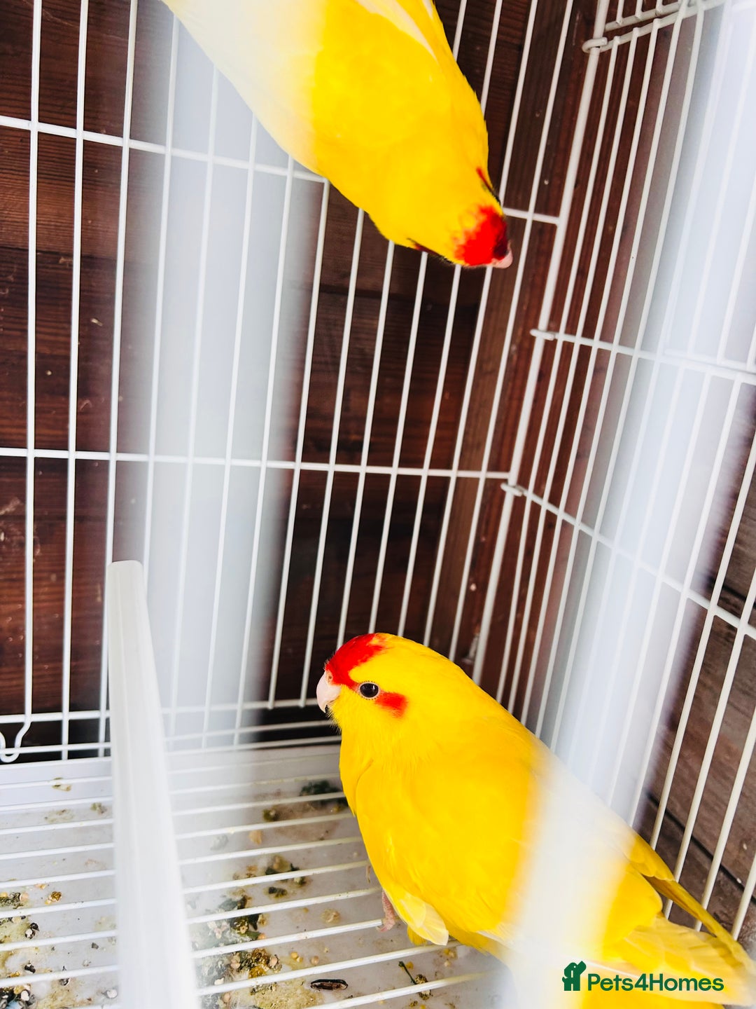 Parakeets birds for sale: Breeding pair buttercup Kakrikis  - Image 9