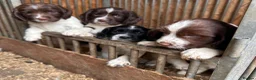 English Springer Spaniel dogs for sale: Working English Springer Spaniel Puppies - Advert 23