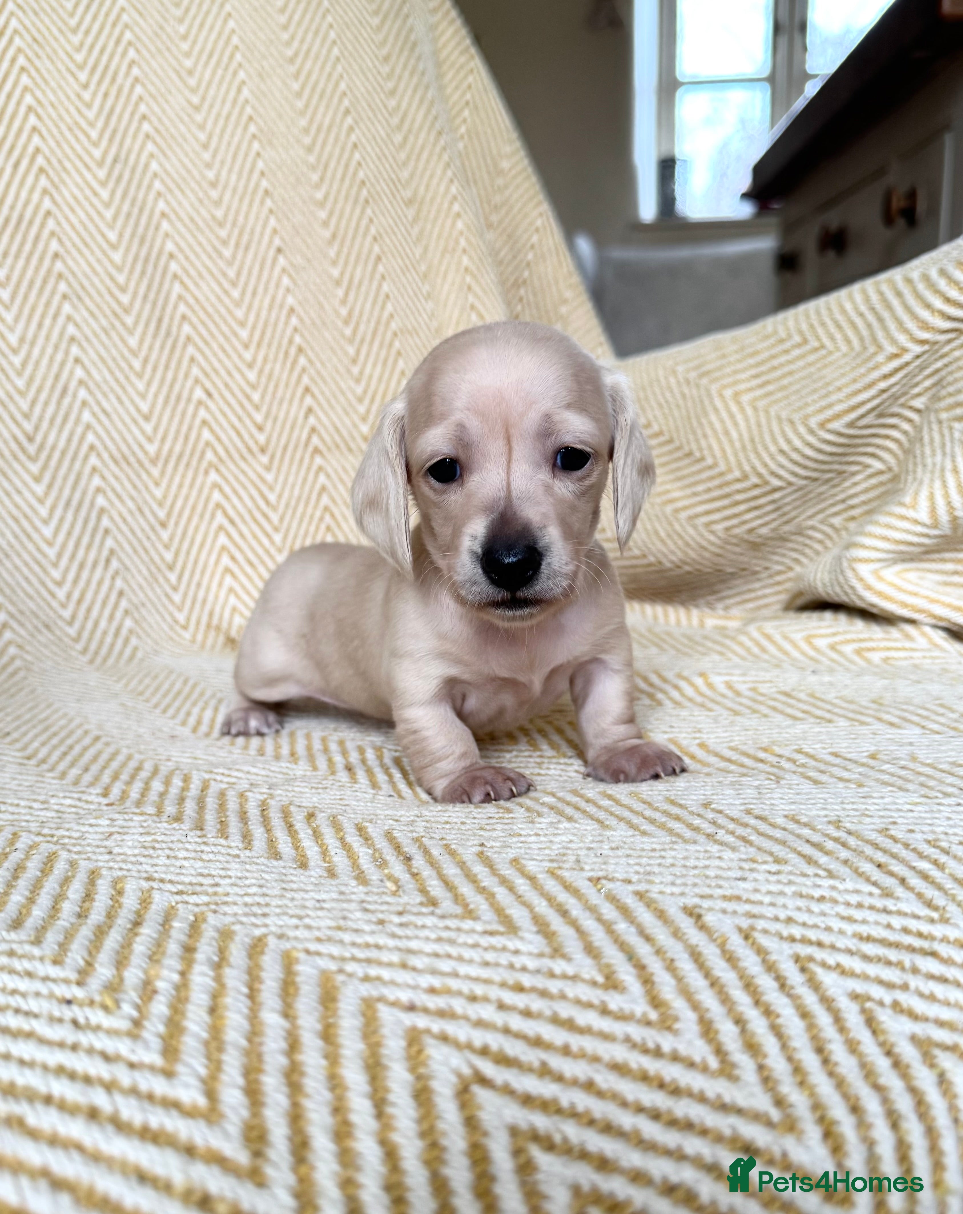 Dachshund dogs Cream miniature dachshunds-Petal’s Perfect Puppies - Advert 4