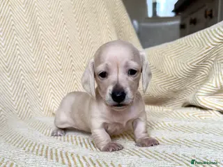 Dachshund dogs Cream miniature dachshunds-Petal’s Perfect Puppies - Advert 5