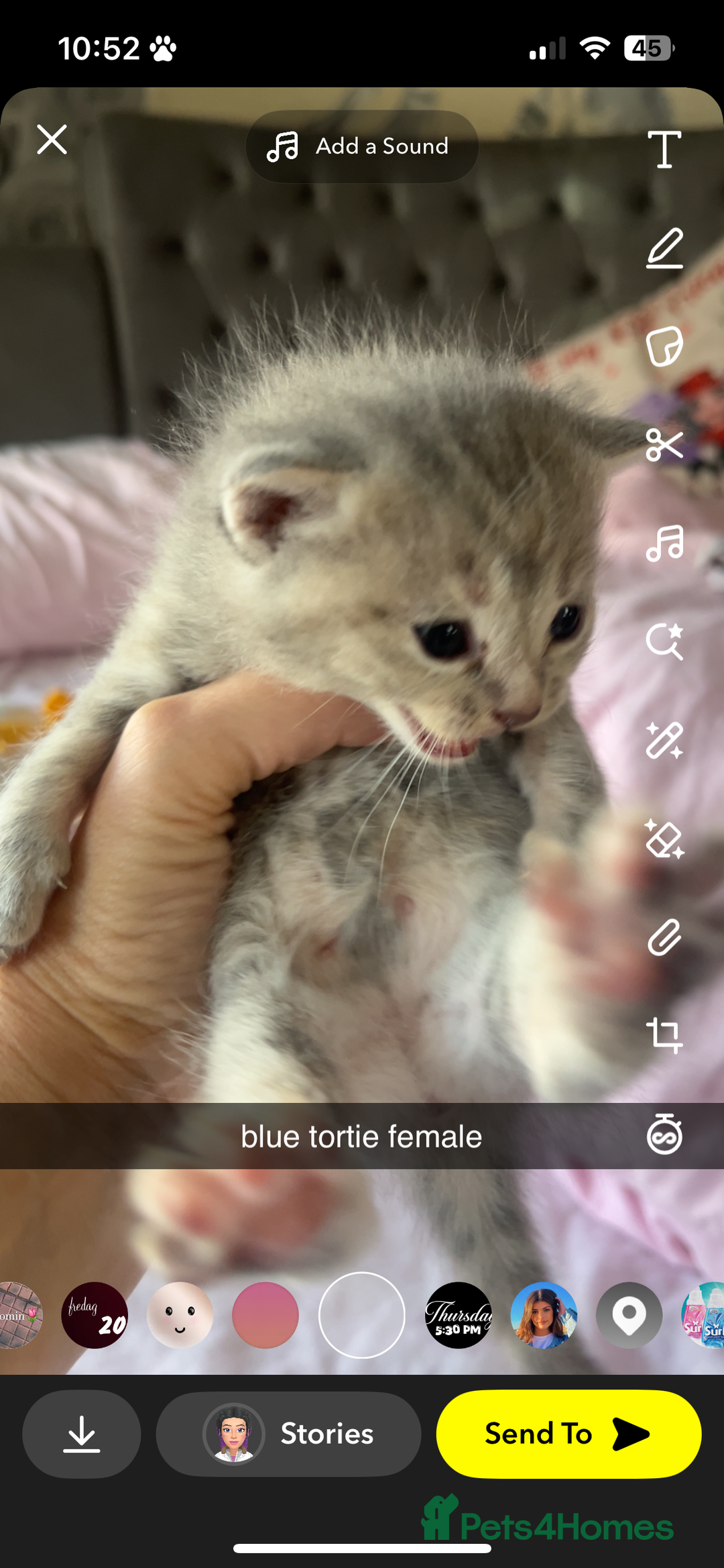 Maine Coon cats for sale: maincoon cross british shorthair  - Image 3