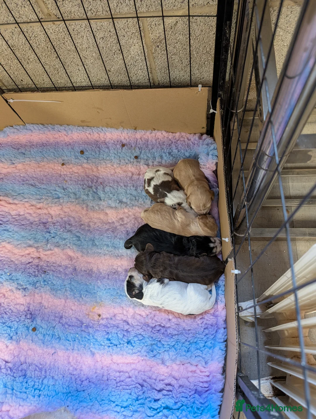 Cockapoo dogs for sale: Beautiful litter of cockerpoo x cocker puppies  - Advert 3