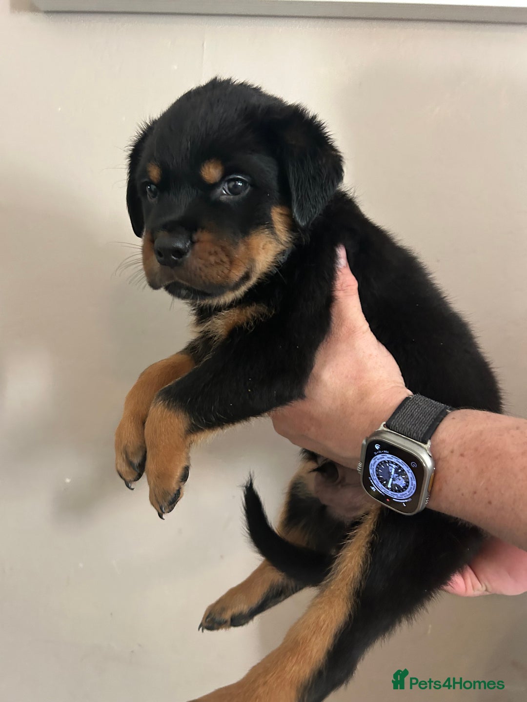 Rottweiler dogs for sale: Chunky Rottweilers for Sale - Image 19