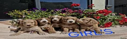 Cockapoo dogs for sale: Hereditary Clear F1 Cockapoos in Doncaster - Advert 11