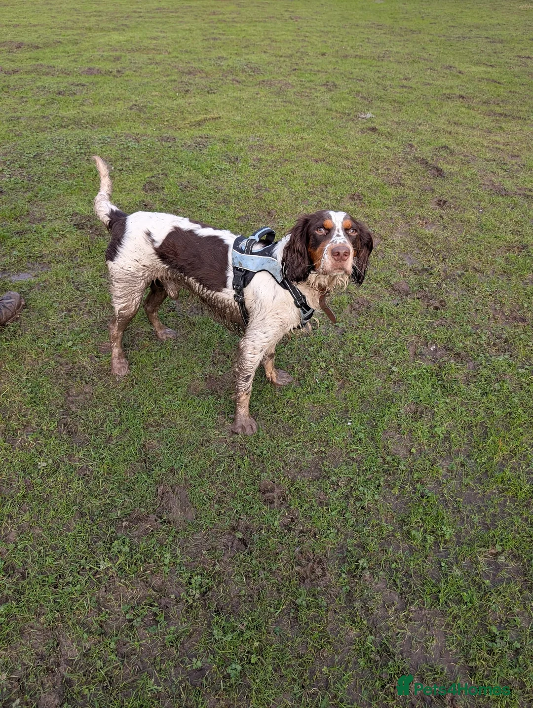 English Springer Spaniel dogs for adoption: 💙Tommy💙 2 yo Affectionate Lively Friendly boy in Gainsborough - Advert 2