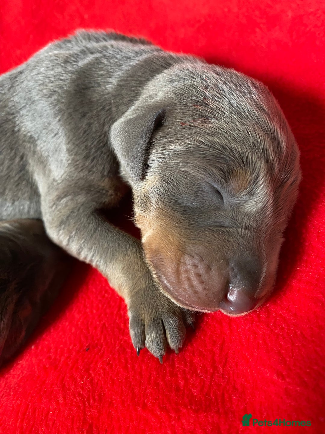 Dobermann dogs for sale: DOBERMAN PUPPIES (BOTH KC HEALTH TESTED PARENTS) - Image 35