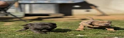 Neapolitan Mastiff dogs for sale:  5LEFT Neapolitan Mastiff x Cane Corso  - Advert 25