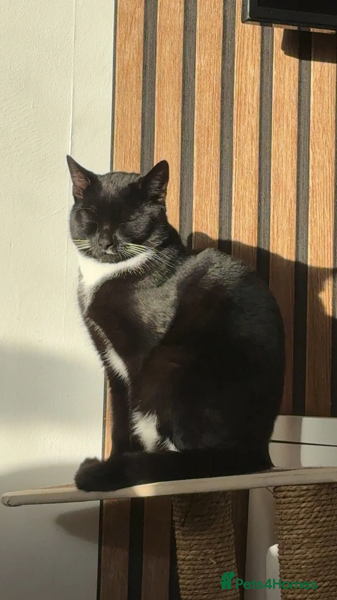 Mixed Breed cats for sale: Male cat (max)  - Advert 2