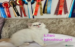Ragdoll cats for sale: GCCF REGISTERED PEDIGREE RAGDOLL KITTENS - Image 13