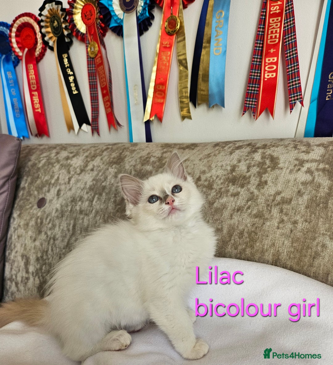Ragdoll cats for sale: GCCF REGISTERED PEDIGREE RAGDOLL KITTENS - Image 13