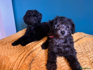 Australian Labradoodle dogs True Australian Labradoodles - Advert 4