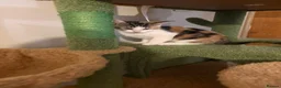Mixed Breed cats for sale: 3 lovely kittens  - Advert 2