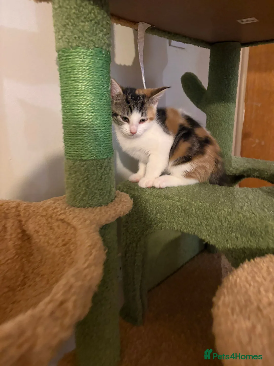 Mixed Breed cats for sale: 3 lovely kittens  - Advert 2