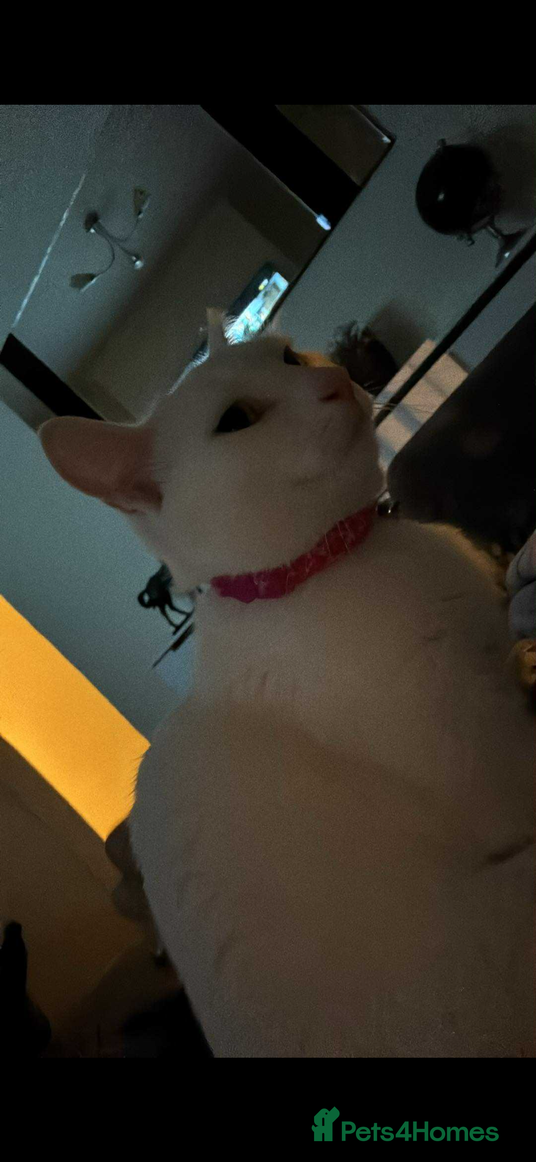 Mixed Breed cats for sale: 3 year old cat  - Advert 5