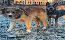 Mixed Breed dogs for sale: Stunning Border Heeler Puppies - Image 9