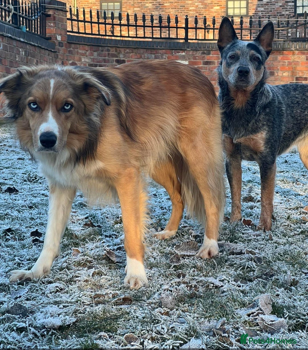 Mixed Breed dogs for sale: Stunning Border Heeler Puppies - Image 9