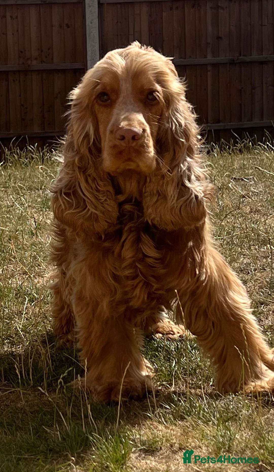 Cocker Spaniel dogs for sale: Cocker Spaniel 3 years old - Mowgli in Stafford - Advert 2
