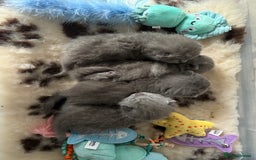 British Shorthair cats for sale: Pedigree British shorthair male kittens  - Image 5