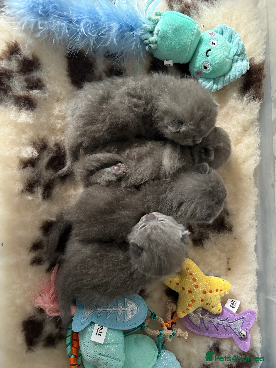 British Shorthair cats for sale: Pedigree British shorthair male kittens  - Image 5