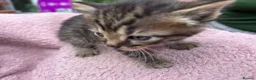 British Shorthair cats for sale: Friendly Tabby kittens  - Advert 11