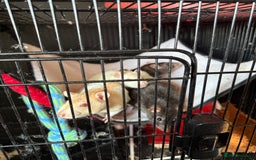 Rat rodents for sale: 3 female rats for rehoming - Image 1