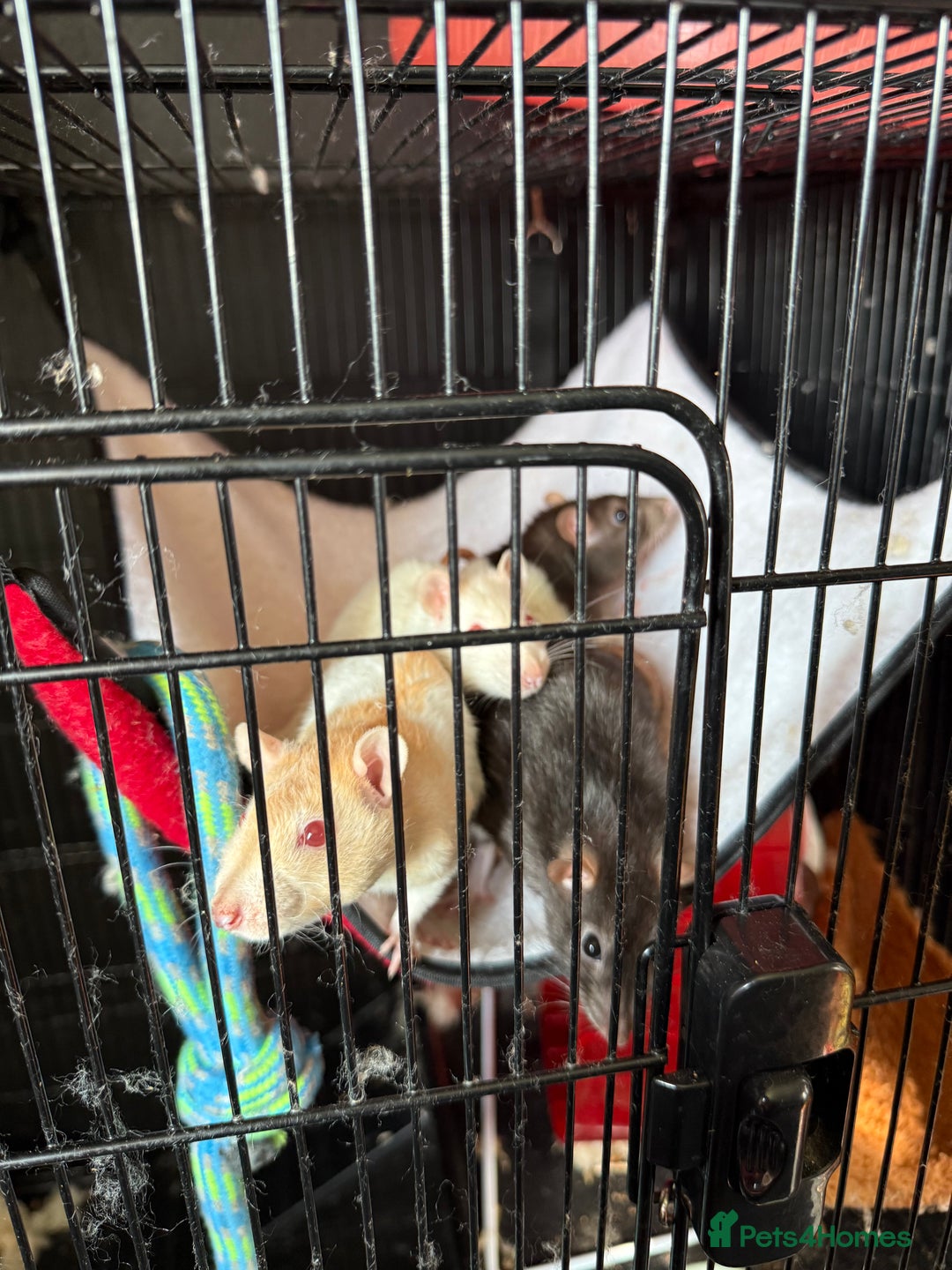 Rat rodents for sale: 3 female rats for rehoming - Image 1
