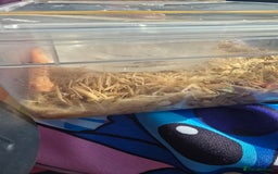 Snake reptiles for sale: Western hognose - red albino het snow - Image 5