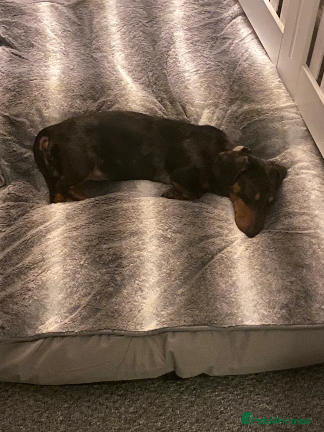 Dachshund dogs for sale: Nearly 2year old male dogs for rehoming - Advert 2
