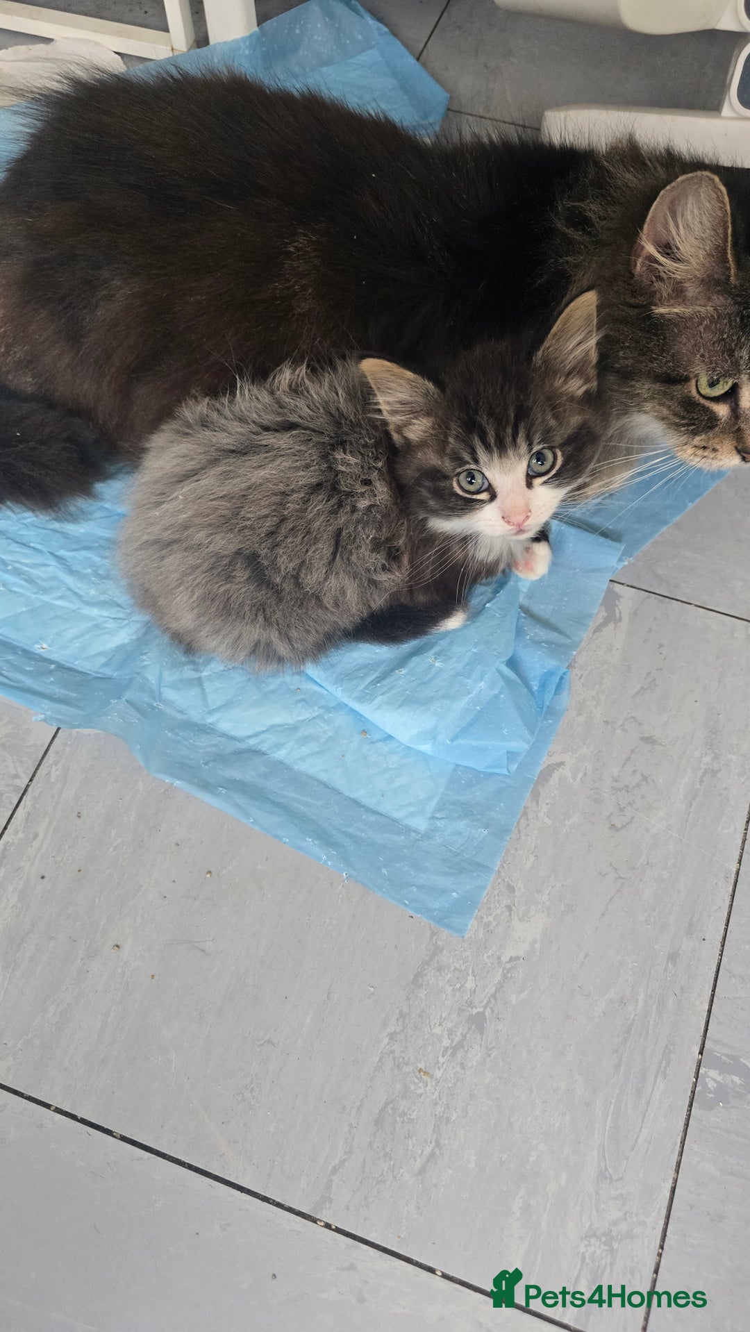 British Longhair cats for sale: Fluffy and Beautiful Kittens Seeking Forever Homes - Advert 4