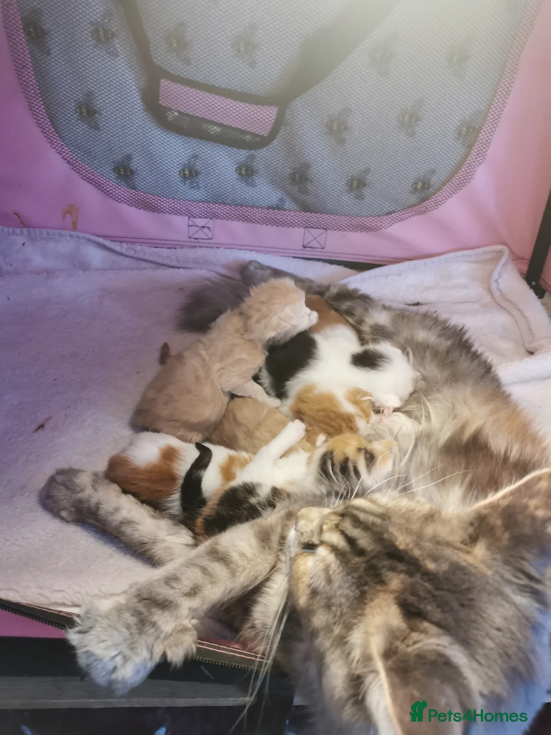 Mixed Breed cats for sale: Maine coon cross kittens for sale - Advert 4